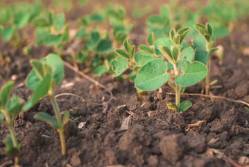 Shoots of green beans sprouts on field close up
