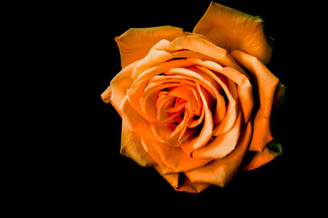 Rosa naranja