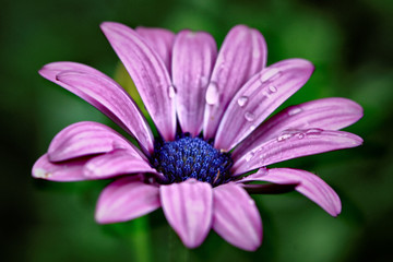 Fototapeta premium Purple
