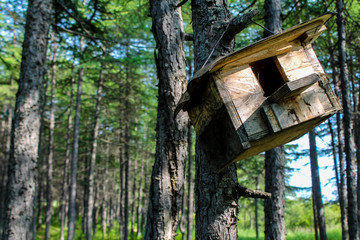 Wooden feeder hanging in the tree. Hand made house for birds like sparrows and small animals like squirrels in the park or forest. Wildlife summer wallpaper or environmental background. Concern and