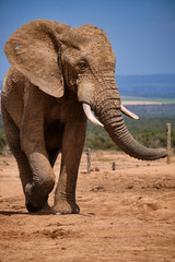 Fototapeta premium Portrait of large African Elephant bull. Full body vertical shot while walking towards camera