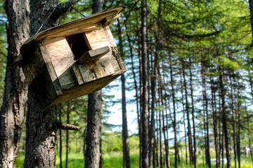 Wooden feeder hanging in the tree. Hand made house for birds like sparrows and small animals like squirrels in the park or forest. Wildlife summer wallpaper or environmental background. Concern and