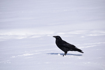 Carrion crow in the snowy field. Corvus macrorhynchos, it is called 