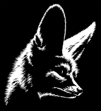 black and white linear paint draw fenec illustration art