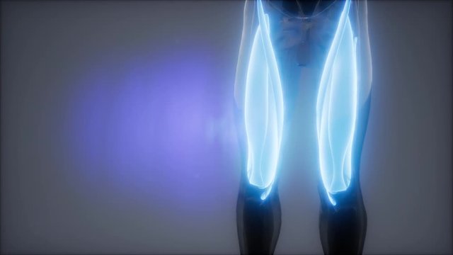 thigh muscles - Visible muscle anatomy map