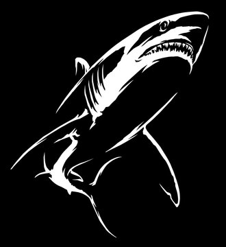 black and white linear paint draw shark illustration art