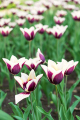 Purple tulips variety. Violet tulips in the flower garden, arboretum with sunlight. Flower vertical banner.