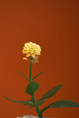 pot with plant gerbera isolated on orange background. Close up