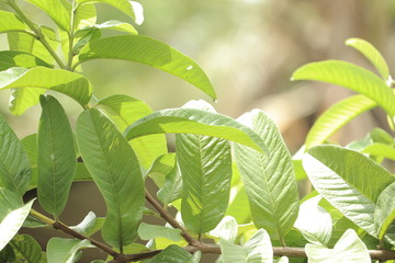 Green leaves of a tree in a sunny day