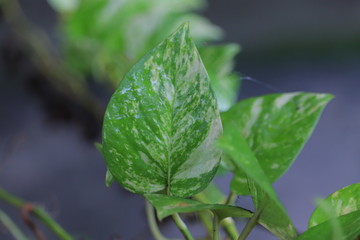 Closeup of leaves of a money plant
