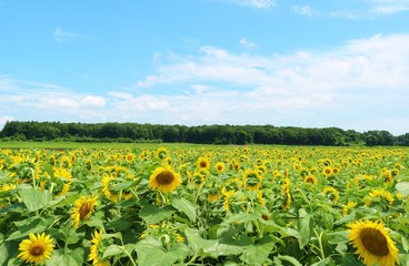 風景　ひまわり　夏　空　杤木