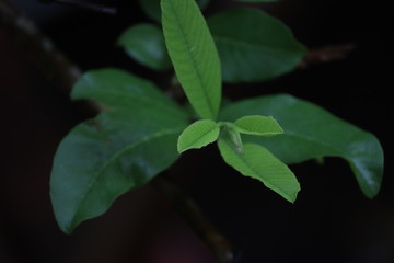 Green leaves of a tree in a park