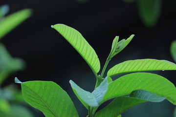 Green leaves of a tree in a park