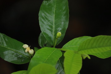 Green leaves of a tree in a park