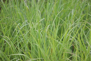 Grass spread all over the place