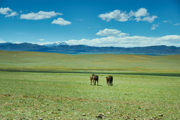 Mare with a cute foal on the pasture, Mongolian landscape