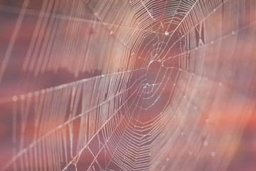 Outdoor broken spider fine mesh macro close-up