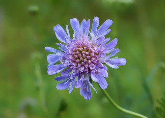 Beautiful single flower of the field scabious (Knautia arvensis), close-up view on the green blurred background