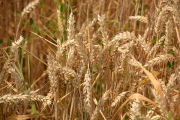 detail of wheat ears, ripe golden wheat ears close-up in late summer in bavaria