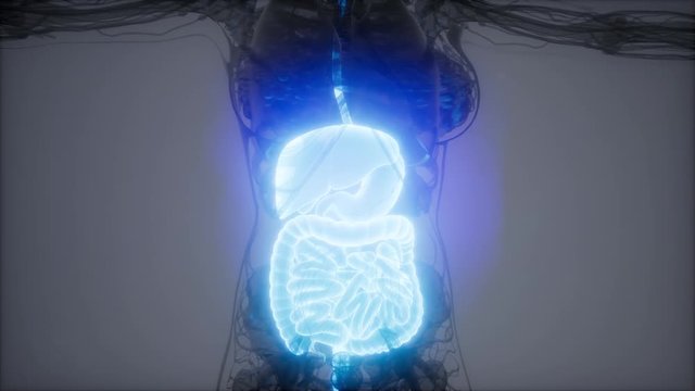 3d illustration of human digestive system parts and functions
