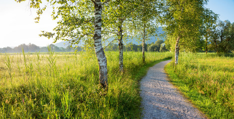 toller Wanderweg von Schlehdorf zum Kochelsee, mit Birkenallee. Landschaft am frühen Morgen