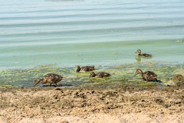 ecological disaster. Green water in the sea. Ducks are looking for food in the waste. Pollution of the seas and ponds
