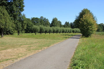 Fahrradweg mit Kugelbäumen