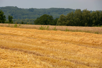Fototapeta premium gold straw on a stubble field in front of green woodland, golden shimmering stubble field with dry straw on it as rural idyllic background