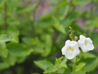 White Flower beautiful bouquet in garden blurred of nature background