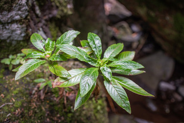 plant in the levada