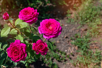 roses in the garden