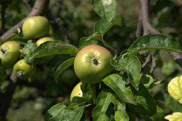 ripening apples on a tree branch among the leaves