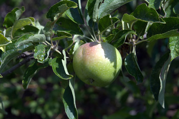 ripening apples on a tree branch among the leaves