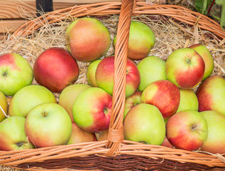 Apples in a basket, the bottom of which is covered with straw.