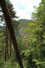 A trail leading through more forest places in the Slovak Paradise National Park