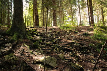 A trail leading through more forest places in the Slovak Paradise National Park