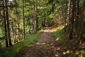 A trail leading through more forest places in the Slovak Paradise National Park