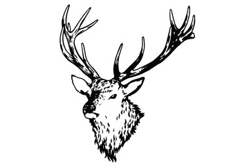 Deer vector black and white hand drawn illustration.