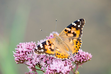 Schmetterling