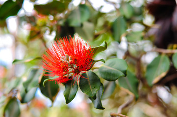 New Zeland Christmas Tree (Metrosideros Excelsis) know as pohutukawa flowers. Botanic Garden