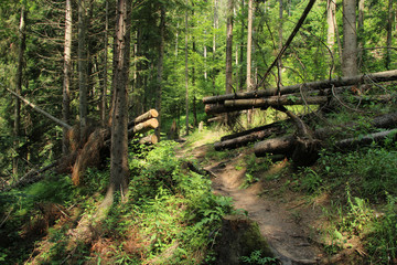 A trail leading through more forest places in the Slovak Paradise National Park