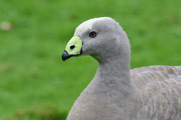 Head shot of a cape barren goose (cereopsis novaehollandiae)