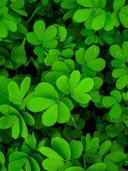 green background with clover