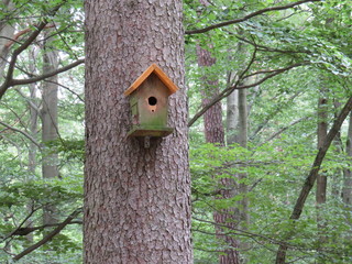 birdhouse on tree