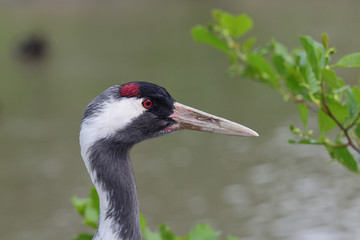Head shot of a common crane (grus grus)
