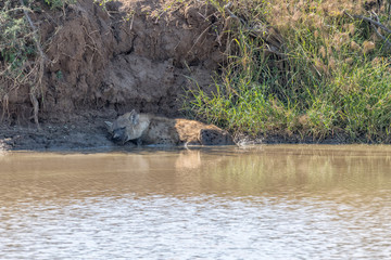 Spotted hyena sleeping in a pond