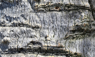 Tree bark with natural sunlight background texture