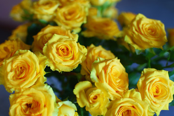 Yellow roses flowers bouquet blooming at shallow depth of field.