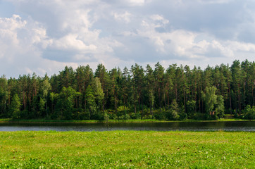 Obraz premium forest in the green field
