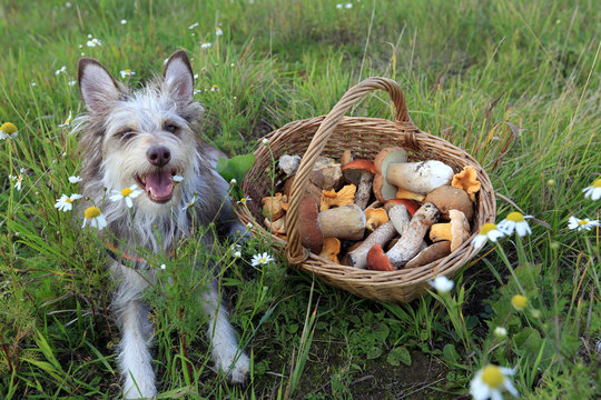 A cute dog is sitting on the grass in a summer field next to a basket of mushrooms